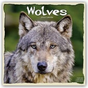 Wolves - Wölfe 2022 - 16-Monatskalender