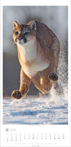 Big Cats Kalender 2026