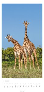 Giraffen Kalender 2026