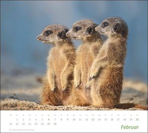 times&more Erdmännchen Bildkalender 2022