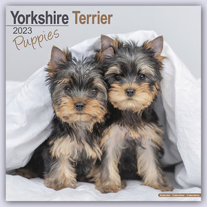 Yorkshire Terrier Puppies - Yorkshire Terrier Welpen 2023 - 16-Monatskalender