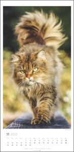Katzen Kalender 2024. Ein XL Wandkalender, der die Samtpfoten perfekt in Szene setzt. Katzen und Kätzchen in einem länglichen Kalender. 33x68 cm Hochformat