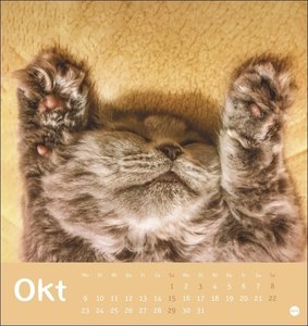 Tierisch entspannte Katzen Postkartenkalender 2023. Witzige Fotos verschlafender Stubentiger in einem Tischkalender zum Aufstellen. Kleiner Kalender 2023 für Katzenfans.