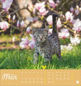 Katzen Postkartenkalender Kleine Tiger 2026