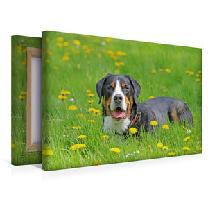 Premium Textil-Leinwand 45 cm x 30 cm quer Großer Schweizer Sennenhund