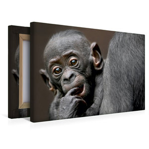 Premium Textil-Leinwand 45 cm x 30 cm quer Bonobo VISOLA