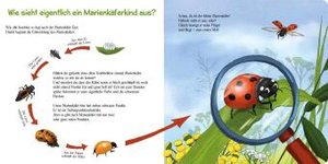 Pass gut auf den kleinen Marienkäfer auf