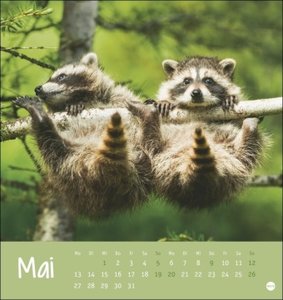 Klein, aber oho! Postkarten-Kalender 2024. Von Igel über Quokka bis Waschbär: Tierkalender zum Sammeln und Verschicken. Kleiner Monats-Tischkalender zum Aufstellen oder Aufhängen.