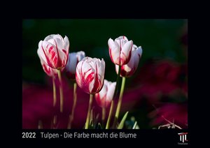 Tulpen - Die Farbe macht die Blume 2022 - Black Edition - Timokrates Kalender, Wandkalender, Bildkalender - DIN A4 (ca. 30 x 21 cm)