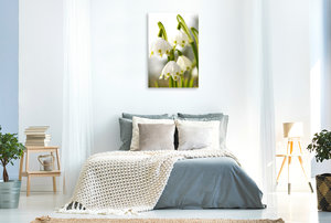 Premium Textil-Leinwand 60 cm x 90 cm hoch Märzenbecher oder Frühlingsknotenblume