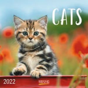 Cats 2022