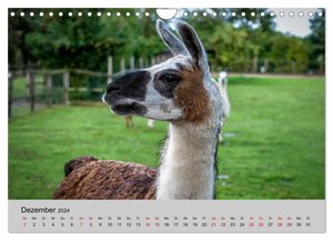 Unter Lamas und Alpakas (Wandkalender 2024 DIN A4 quer), CALVENDO Monatskalender