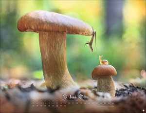 Vadim Trunov: Märchenhaftes Waldleben Posterkalender 2026