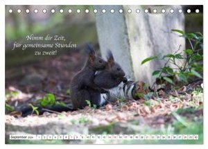 Tipps von Eichhörnchen an Eichhörnchenliebhaber (Tischkalender 2024 DIN A5 quer), CALVENDO Monatskalender