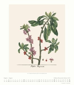 DuMonts Botanisches Kabinett – Zauberhafte Heil- und Gartenpflanzen – Illustriert von F.A. Happe – Kunstkalender 2025 – Wandkalender im Hochformat 34,5 x 40 cm