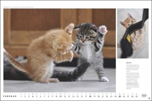 Whiskas Katzenkalender 2024. Foto-Wandkalender mit süßen Katzen und lustigen Geschichten. Wandkalender 2024 in schönem Design. Bildkalender 2024. Querformat 45 x 30 cm.