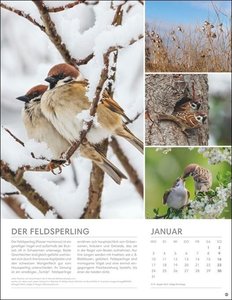Vögel in unseren Gärten Posterkalender 2022