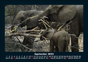 Elefantenkalender 2022 Fotokalender DIN A5