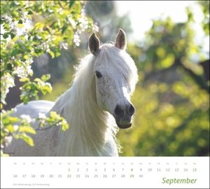 Pferde Bildkalender 2024. Tierkalender für Pferdefreunde. Kalender mit spektakulären Fotos edler Pferde. Wand-Kalender 2024.