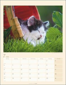 Katzen auf dem Lande Kalender 2022