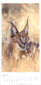 Big Cats Kalender 2026