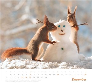 times&more Eichhörnchen Bildkalender 2026