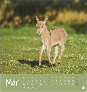 Esel Postkartenkalender 2022