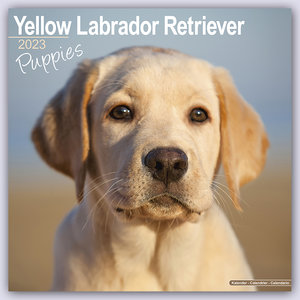 Yellow Labrador Retriever Puppies - Weiße Labradorwelpen 2023