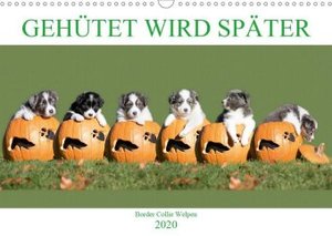 Gehütet wird später - Border Collie Welpen