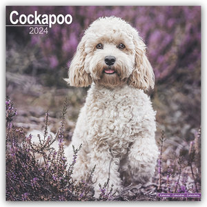 Cockapoo - Cockapoos 2024 - 16-Monatskalender