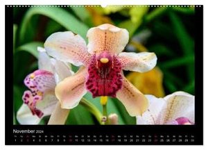 Wunderbare Orchideen (Wandkalender 2024 DIN A2 quer), CALVENDO Monatskalender