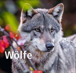 Wölfe 2026