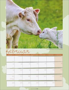 Kuh Kalender 2026
