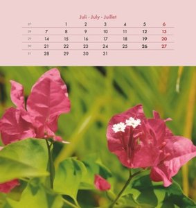 Auszeit für die Seele 2025 - Postkartenkalender 16x17 cm - zum Aufstellen oder Aufhängen - Monatskalendarium - Gadget - Mitbringsel - Alpha Edition