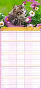 Cool Cats Familienplaner 2026