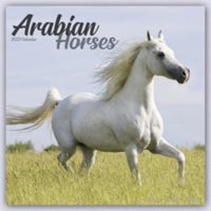 Arabians - Araber - Araber Pferde 2023 - 16-Monatskalender