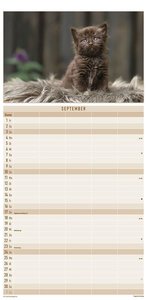 Katzen 2023 Familienplaner - Familien-Timer - Termin-Planer - Kinder-Kalender - Familien-Kalender - 22x45