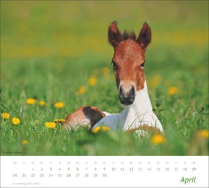times&more Pferde Bildkalender 2026