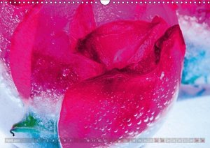 Rosenblüten kristallklar