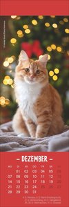 Katzen Lesezeichen & Kalender 2026