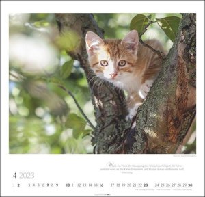 Katzen - Diven auf Samtpfoten Kalender 2023