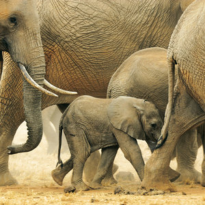 Elephant Families 2022