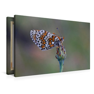 Premium Textil-Leinwand 90 cm x 60 cm quer Ein Motiv aus dem Kalender Faszination Makro - Die Welt der Schmetterlinge