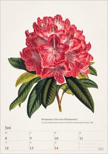 Bunte Pflanzenwelt Wochenplaner 2026