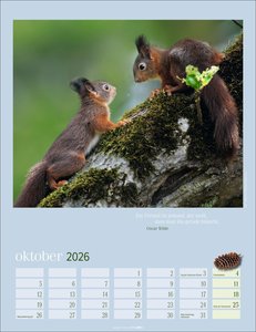 Eichhörnchen Kalender 2026