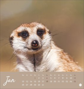 Erdmännchen Postkartenkalender 2026