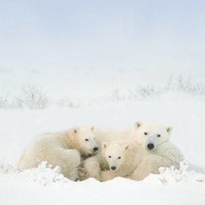 Polar Bears/Eisbärchen 2022