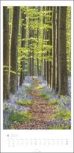 Im Wald Kalender 2024. Die heimischen Wälder in faszinierenden Fotos dargestellt in einem XL Kalender. Bäume und Co. in einem länglichen Kalender. 33x68 cm Hochformat
