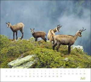 times&more Heimische Tiere Bildkalender 2023