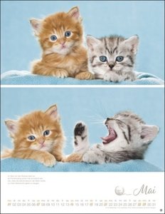 Katzenkinder Posterkalender 2023 von Monika Wegler. Unwiderstehliche Katzenbabys im Porträt. Ein großer Wandkalender mit vielen Fotos und Geschichten. Dekorativer Katzen-Kalender